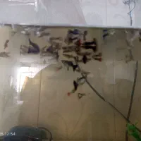 ماهی کوپی زیاد بفروش می‌رسد|ماهی|چناران, |دیوار