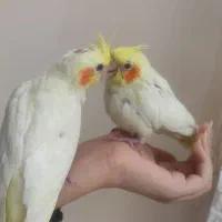 عروس هلندی|پرنده|تهران, کرمان|دیوار