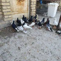 اهواز|پرنده|اهواز, گلدشت|دیوار