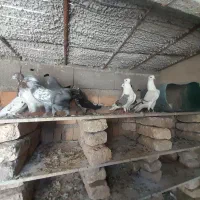 کبوتر|پرنده|مینودشت, |دیوار