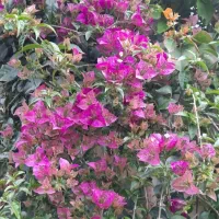 گل های زیبا|گل و گیاه طبیعی|رشت, شهرک قدس|دیوار