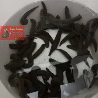 زالو طبی و آرایشی|خزنده|تهران, بهمن یار|دیوار