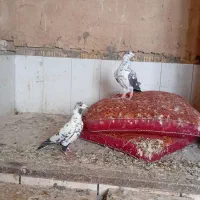 کبوتر