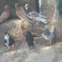 نر پریده