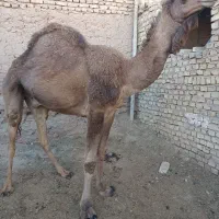 یک نفر شتر گهود تقریبا ۴۰۰کیلو بیشتر هه ک کمترنیس