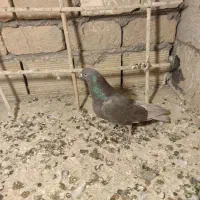 کفتر