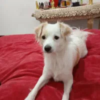 واگذاری سگ اشپیتز ژاپنی «رایگان»|سگ|پردیس, فاز ۱۱|دیوار