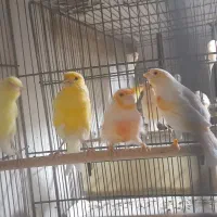 قناری|پرنده|قم, نیروگاه|دیوار