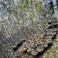 فروش انواع درخت و گل|خدمات باغبانی و درختکاری|شیراز, کوزه گری|دیوار