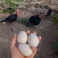 تخم بوقلمون برنز . بوقلمون مولد
