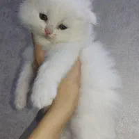 مجموعه گربه های خاص (پرشین بریتیش اسکاتیش)|گربه|شهرکرد, |دیوار