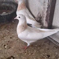 طوقی،دم سیاه ، رواعب و سبز دوخط