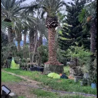 پالم یاس هلندی کاج یوکا سیکاس نخل