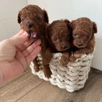 توله سگ / رنگ تیره / پودل