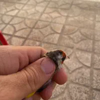 سهره ماده داغ سر|پرنده|کوهدشت, |دیوار