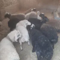 بره
