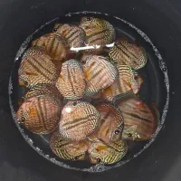 فروش دیسکس بالای ۶ اینچ دو انواع نژاد|ماهی|لوندویل, |دیوار