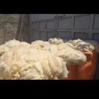 پشم سفید کرمانشاه