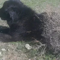 سگ گله ای قدرجونی مشکی ۴ ساله دهن پاک