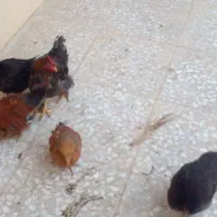 مرغ و خروس و نیمچه|حیوانات مزرعه|کرج, حسین آباد (اکبر آباد)|دیوار