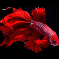 ماهی فایتر هافمون نروماده