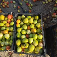 گوجهفرنگی|خوردنی و آشامیدنی|نوشین شهر, |دیوار