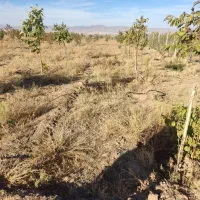 فروش باغ شهر در سلطانیه|فروش زمین و ملک کلنگی|سلطانیه, |دیوار