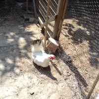 خروس محلی و خروس مینیاتوری|حیوانات مزرعه|جویبار, |دیوار