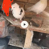 کبوتر رفتنی