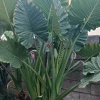 گل بابا آدم