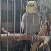 عروس هلندی نر سخنگو