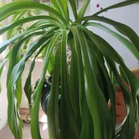 گل بزرگ نمایشگاهی