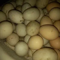 تخم اردک محلی