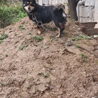 پاکوتاه پامر فیندو ماده