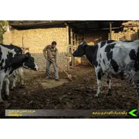 انبار گاو