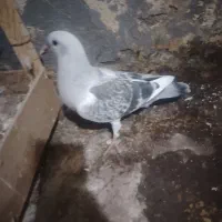سرخ وزرد دم سفید نر ماده