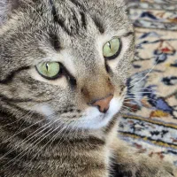 واگذاری گربه