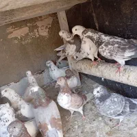 کفتر پرشی|پرنده|محمدشهر, محمدشهر|دیوار