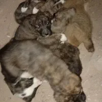 توله سگ سرابی اسل ماده ۶تابراواگزاری|سگ|بجنورد, |دیوار