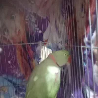 شاه طوطی نر و ماده