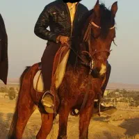 اسب نریان