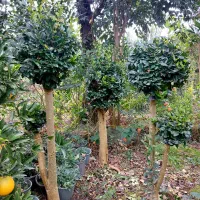 یاس پیوندی|خدمات باغبانی و درختکاری|چابکسر, |دیوار