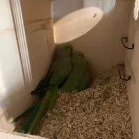 جفت ملنگو مولد