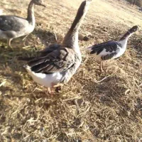 غاز نر بالغ