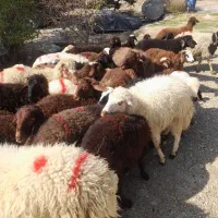 دام با یک تماس دا م واکسن زنده خود را سفارش بده