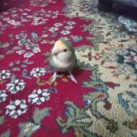 پرنده|پرنده|طرقبه, |دیوار