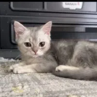 گربه بریتیش نر سیلور