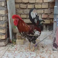خروس سالم وسرحال