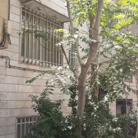 ۳۱۰متر ویلایی/شمالی/ هاشمیه/ قبل پیروزی/نقدی