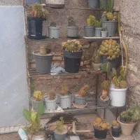 استند فلزی گل